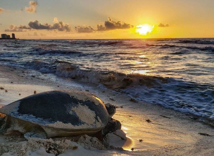 Reconocen: Protección de la tortuga marina